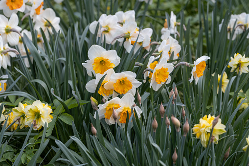 Daffodils in a sunny spring garden. High quality photo