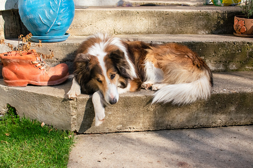 a beautiful collie is lying on the steps in the yard