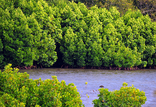 Mahébourg, Grand Port District, Mauritius, Mascarene Islands: mangroves are vital to coastal ecosystems, serving as a protective barrier against damaging winds, waves, and floods, and improving water quality by filtering pollutants and trapping sediments. They support sustainable coastal and marine ecosystems, providing habitat and  breeding grounds for thousands of species and protecting nearby areas from tsunamis and extreme weather events.