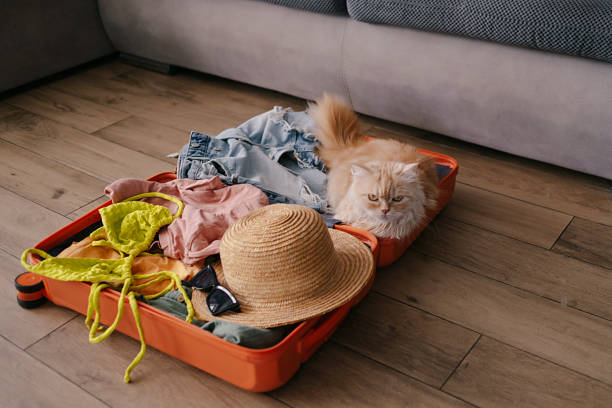 istock Cute pets sitting in suitcase with clothes 2030270997