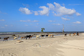 A group of goats walking on the beach