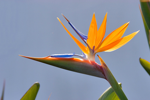 Strelitzia - traditional flower of Madeira island. Sunny summer day.