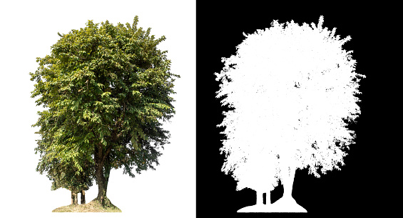 trees on white background with clipping path and alpha channel on black background.