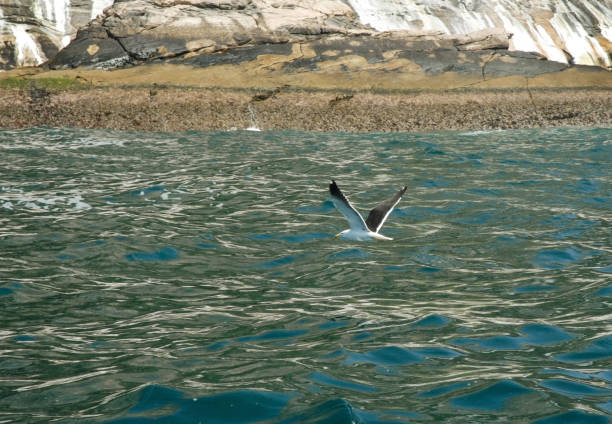 Un goéland posé sur un rocher regarde la mer