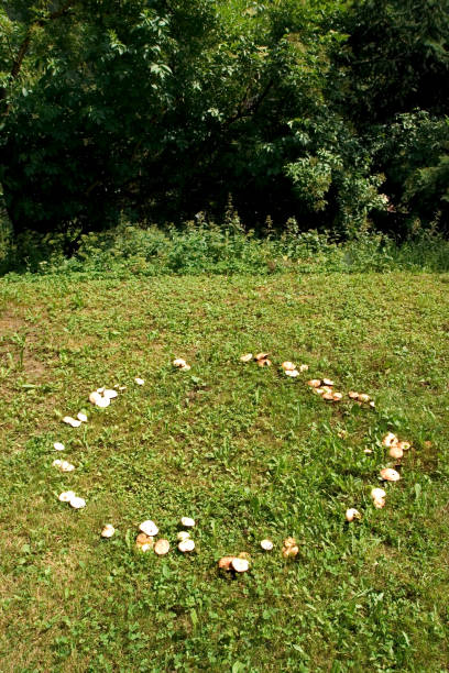 istock fairy ring, mushrooms growing in a circle 2030276482