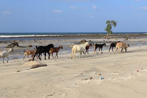 A group of goats walking on the beach