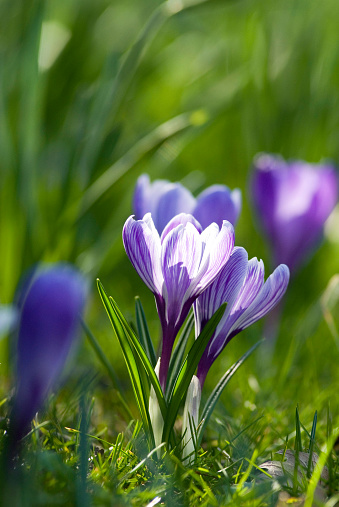 Mountain meadow full of blooming crocus flowers.