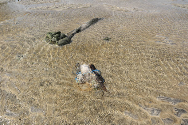 Plastic waste sticks to beaches and the roots of mangrove trees