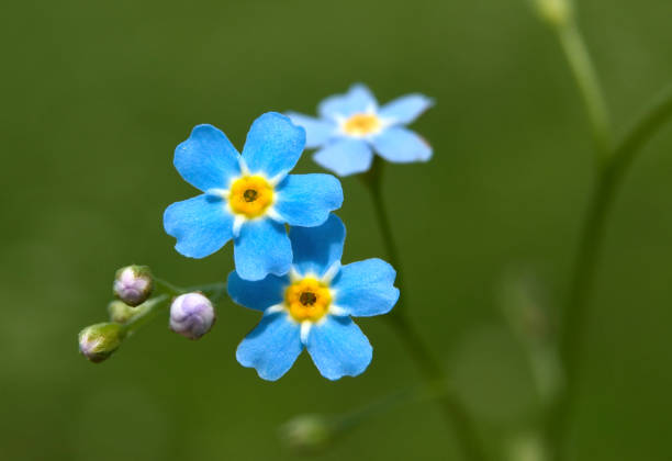 Beautiful blue flowers of Myosotis decumbens in a meadow, close-up. family Boraginaceae.