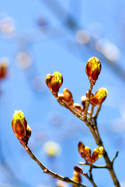 istock Buds of a red maple (Acer rubrum) against blue sky 2030279183