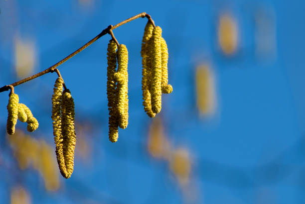 Blooming haselnut tree