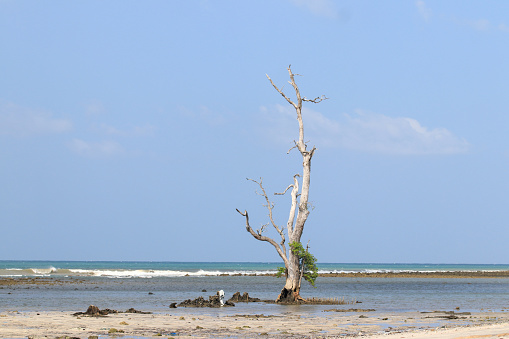 Old tree on a beach in Mozambique