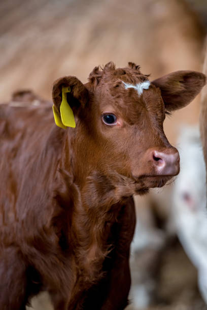 istock Cow calf brown standing in a farm barn 2030281271