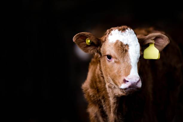 istock Cow calf brown standing in a farm barn 2030281650