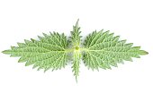 Back Side of Stinging Nettle (Urtica Dioica) Leaves Isolated on White Background