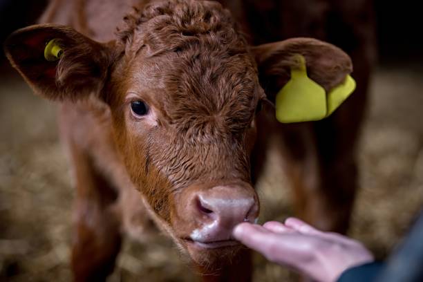 istock Cow calf brown isolated on dark background 2030283365