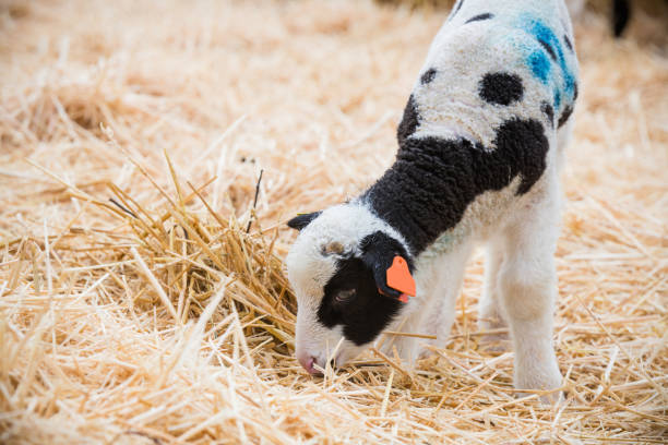 black and white coloured lamb feeding in a lambing pen during lambing season surrounded by hay