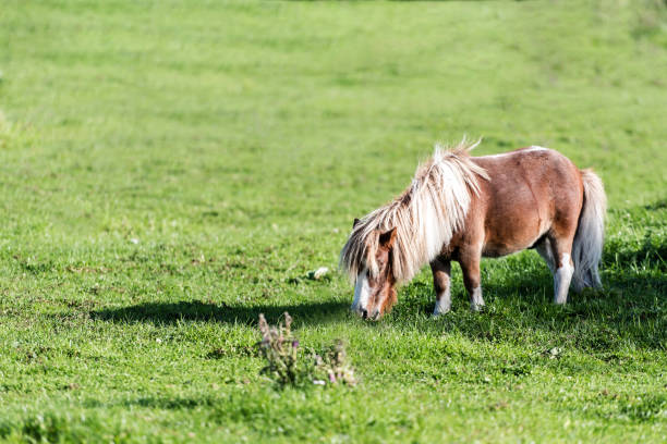 istock Chestnut Shetland pony grazing on a meadow 2030283874