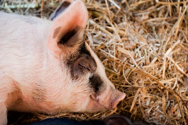 istock Pink and black spotted pig laying down in a stall 2030284945