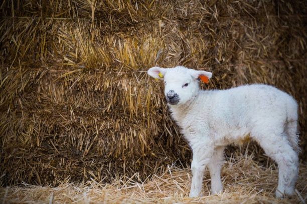 White lamb standing in a lambing pen looking around during lambing season