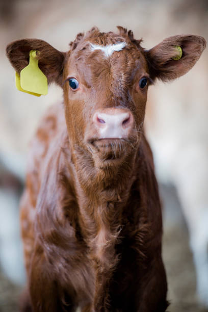 istock Cross eyed Cow calf brown isolated on dark background funny expression 2030285480