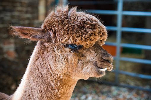 With its woolly fleece and gentle demeanor, this alpaca exudes the timeless allure of South American heritage, captivating hearts with its quiet elegance