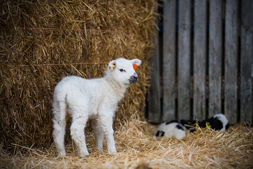 White lamb standing in a lambing pen looking around during lambing season