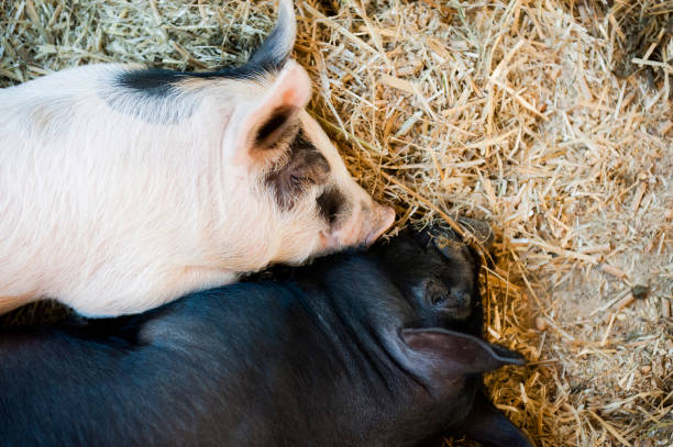 Two pigs sleeping together in a farm barn. A pink pig and a black pig amongst straw