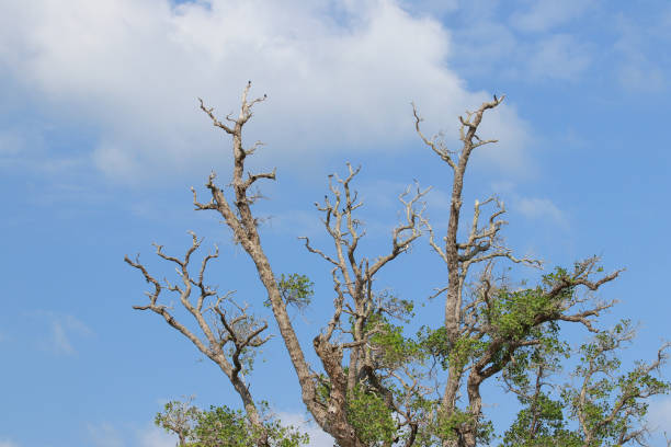 Dead mangrove trees on the beach are silent witnesses to the devastating 2004 Aceh earthquake and tsunami