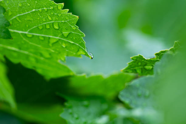 Green vine leaves with raindrops in a close up view