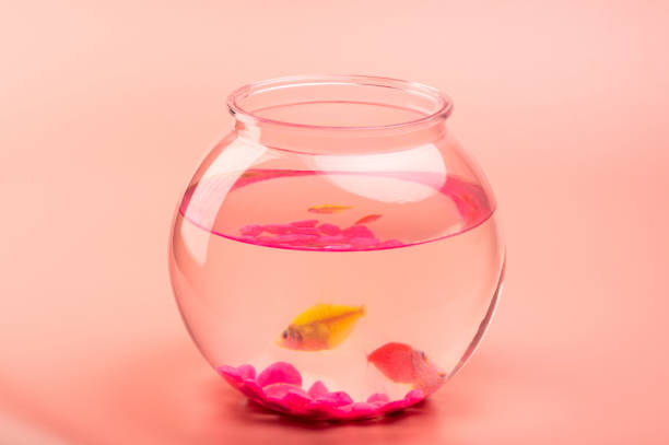 One small aquarium ball with fishes on pink studio background