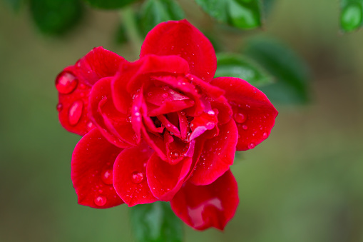 A red rose and leaves of a rosebush with rain drops in a close up view