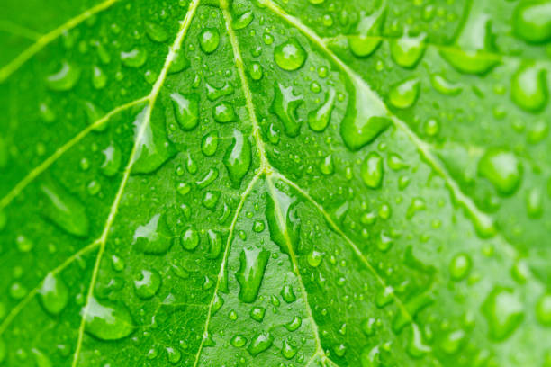 Green vine leaves with raindrops in a close up view