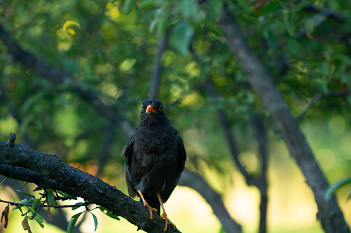 A blackbird with orange beack standing on a tree branch