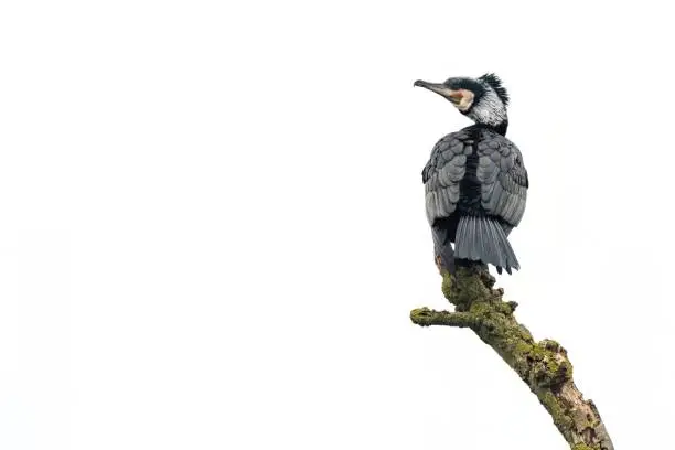 Photo of Cormorant perched on a branch