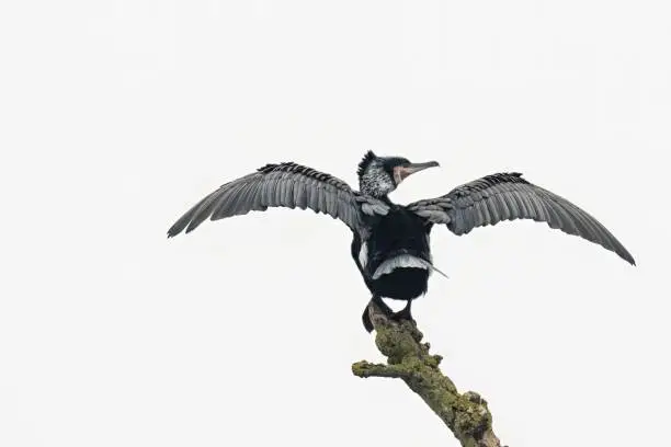 Photo of Cormorant perched on a branch