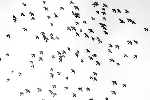 Large flock of pigeons flying through the sky on a plain background