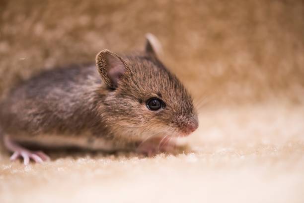 istock House mouse mus musculas scurrying along some stairs 2030293974