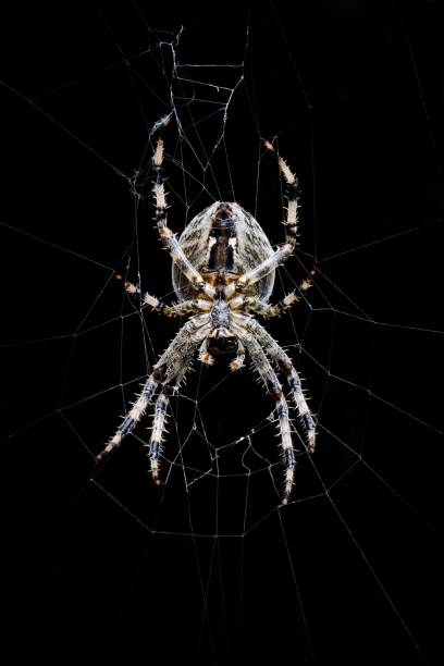 Garden spider sat on web isolated against black background Garden spider sat on web isolated against black background waiting for prey arthropod stock pictures, royalty-free photos & images