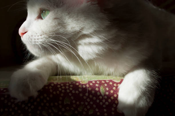 Portrait of a Beautiful White Turkish Angora Cat Illuminated by the Sunlight. Home Interior