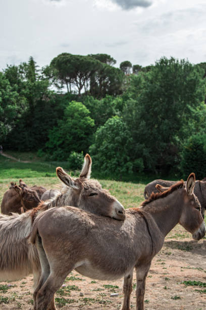 istock Donkeys taking a nap in the summer heat 2030295613