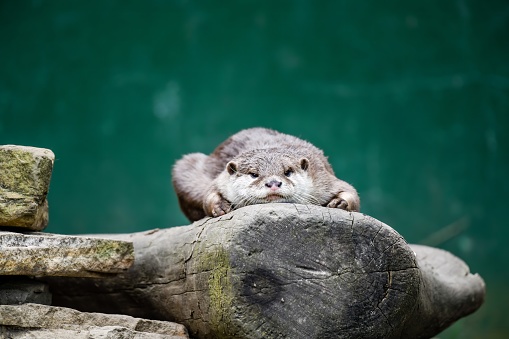 Two Otters laying side by side on a grass bank. enjoying the sun and each others company.