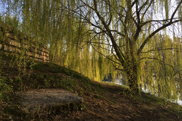 istock Beautiful Weeping Willow During a Sunny Autumn Day 2030297791