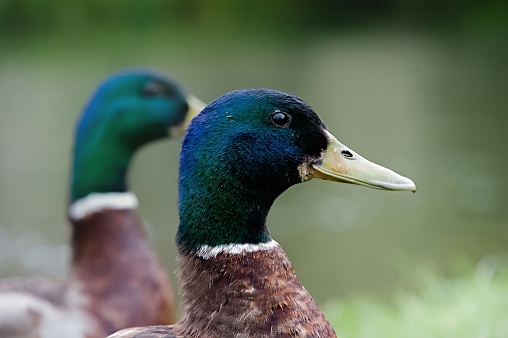 Male drake duck headshot with another in the background side view isolated against the river