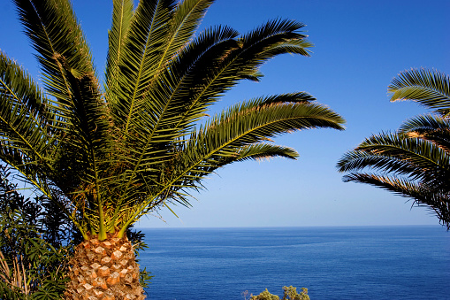 palm trees ocean and blue sky, La Palma, Canary Islands, Spain