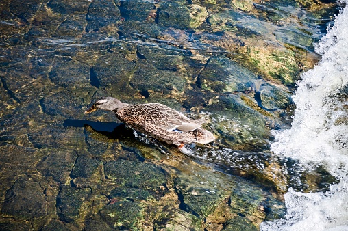 Female duck swimming upstream struggling against the current on a river isolated against water