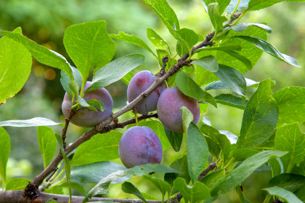istock Plum tree branch with ripe juicy fruits on sunset light. 2030308093