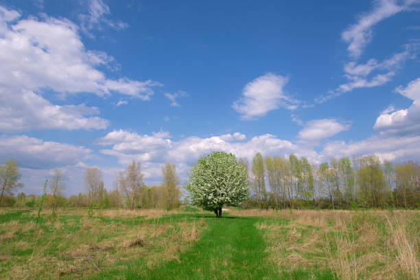 Rural landscape, panorama of an open space with a single tree in the meadow on a sunny day