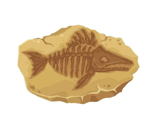 Vector illustration of Marine fossil, ancient fish skeleton stone imprint