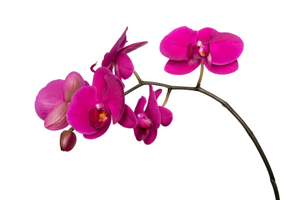 Pink orchid flowers isolated on white background